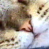 sullacat: (pic#1065249)