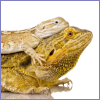 pogona: (pic#)
