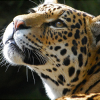 dioception: ([jaguar] nocturnal rainbows)