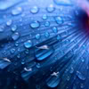 isana: hydrangea raindrop (raindrop)
