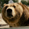 khaleesipls: (bear snoot)