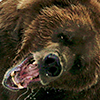 khaleesipls: (bear bwaor)