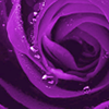 spankybottom: closeup of a purple rose, soft velvety petals spiralling in a nest of deep, rich purples with a few gleaming dew drops. (purple rose)