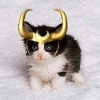sunnymodffa: Kitten. Ice. Loki Hat. (Frozen Lokitty!)