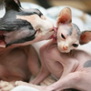 witchwife: (kitties)