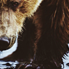 khaleesipls: (bear mud)