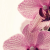 cotume27: (Flowers)