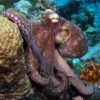 eightlazylegs: A brown octopus crawling up a rock (Coral)