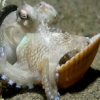 eightlazylegs: A white octopus holding a clam shell (Shell)