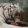 black_black_heart: (tiger - meat)