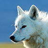 parkhana: ([neutral] awoo)