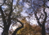 mediocrespells: (Fall Trees)