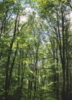 mediocrespells: (Spring Forest)