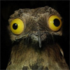 lapwing: Potoo (Warb warb mighty falcon warb)