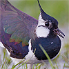 lapwing: Lapwing (Oh that's just fine and dandy)