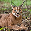 lapwing: Caracal (I've known imps less ugly)