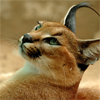 lapwing: Caracal (Oh yes tell me more about humans)