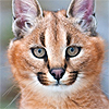 lapwing: Caracal (Wow you messed up)