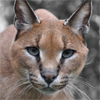 lapwing: Caracal (Listen)