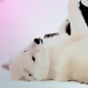 song_of_ice: ([Jon] Ghost - Belly Rub)