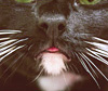 rainpuddle13: (cats - cat tongue)