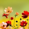 rainpuddle13: (flowers - red flowers)