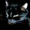 zelena_wilga: (коты)