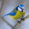netch: (bird)