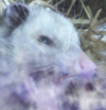 smokeopossum: (pic#10865170)