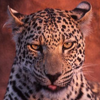 tornir: Photograph of a smirking leopard. (Heh)