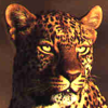 tornir: Photograph of a leopard with a serious expression, staring past the camera. (Serious)