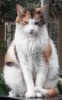 thetimesink: (catitude)
