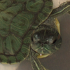 artan: (turtle!)