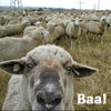 cellio: (sheep-baa)