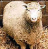 cellio: (sheep-dolly)
