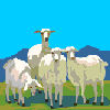 cellio: (sheep-sketch)