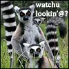 leaping_lemurs: (Lemurs Looking by the_reverand)