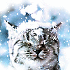 primwood: (Christmas Cat with Snow on head)