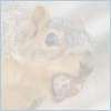 squirrelitude: (squirrel acorn nut free license)