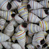gategrrl: (Shells Striped)
