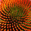 rattus_aerius: (Coneflower center)
