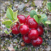 athenais: (lingonberry)