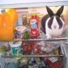 missdiane: (Fridgebunny FTW!)