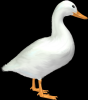 ewx: (duck)