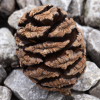 ewx: (pinecone)