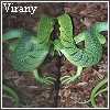 virany: Lizard in Manchester. (Lizard)