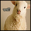 wolffe: (sheep wtf)