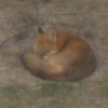 zhie: (fox)