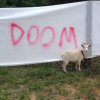 cyprinella: goat standing in front of a banner reading "DOOM" (goat doom)