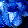 pygment: (staticbluerose)